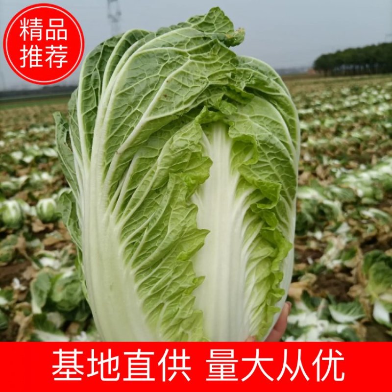 新野黄心大白菜大量供应价格便宜，新鲜采摘保证质量