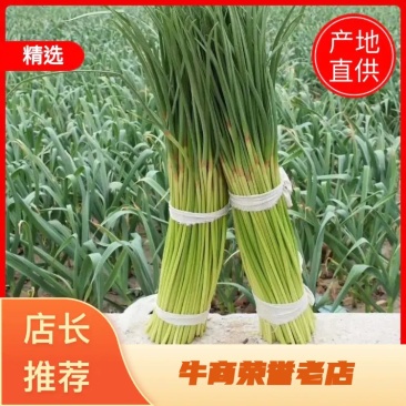 【优质蒜苔】河南红帽蒜薹产地直销大量上市量大从优可发全国
