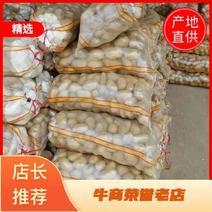 精品黄皮土豆，河南新沃土土豆产地供货，保质保量可发