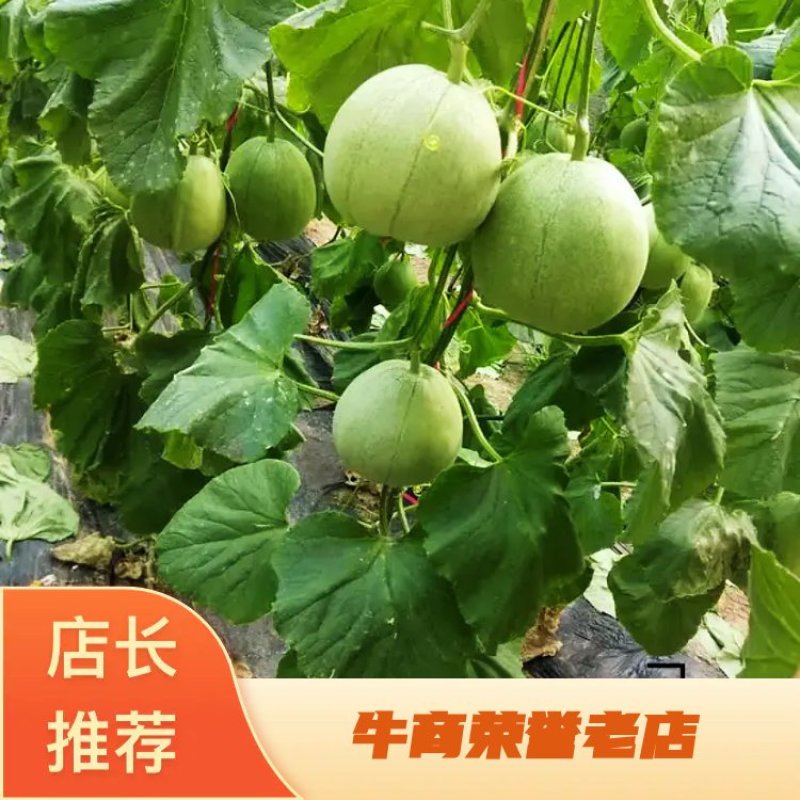 绿宝甜瓜博洋61、7、8、9号商超对接，基地直供。