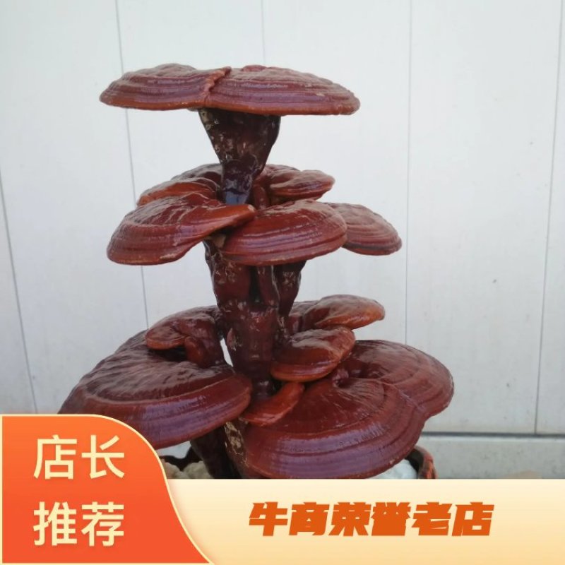 【热销中】山东灵芝盆景小三层批发零售发货全国