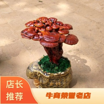 【批发零售】小型灵芝盆景25--28公分高包邮