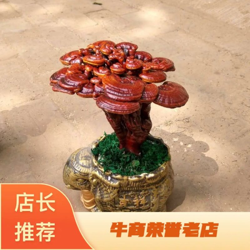 【批发零售】小型灵芝盆景25--28公分高包邮