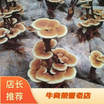 【精品】灵芝盆景，产地直发可视频看货自产自销批发零售