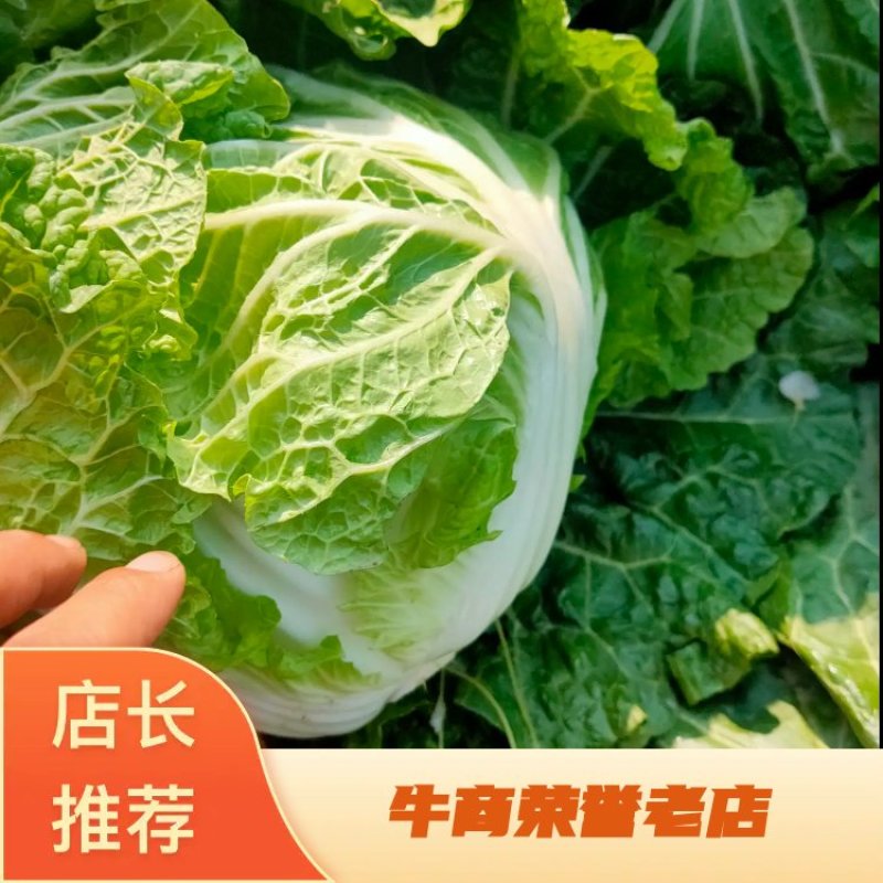 大白菜4~6斤净菜精品包装品种新乡小包，欢迎