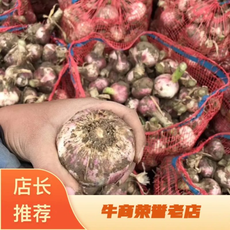 河南开封大蒜之乡鲜蒜大量上市中5.0以上欢迎合作