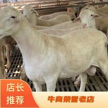 【买十送一】澳洲白绵羊免费运输货到付款包技术成活
