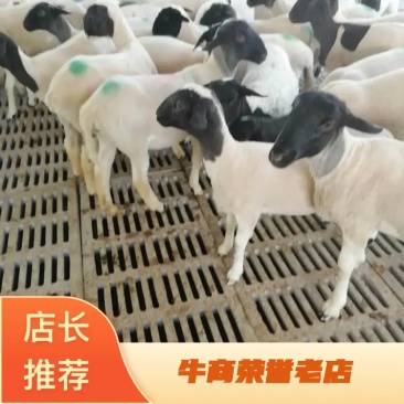 【买十送一】杜泊绵羊杜寒杂交包技术包成活货到付款