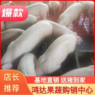 【包疫苗】优良三元仔猪基地直发生长快包成活送货到家