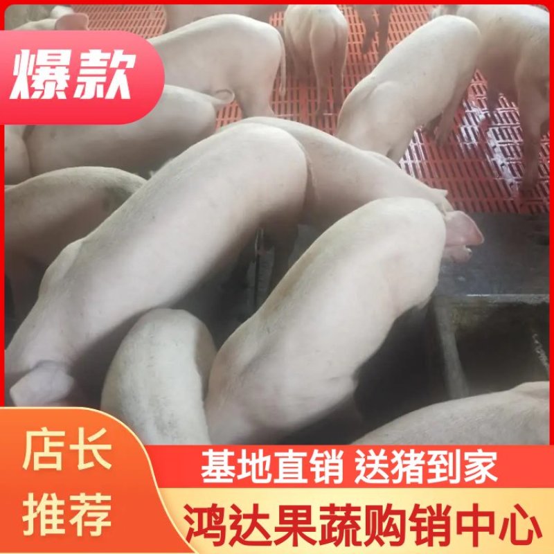 【包疫苗】优良三元仔猪基地直发生长快包成活送货到家