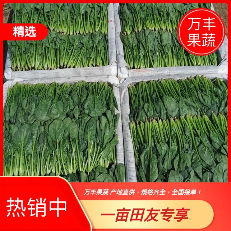 山东惠民菠菜万亩基地直供做工精细对接全国各大市场