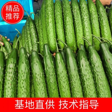 【热销】莘县精品油亮密刺黄瓜中条货源充足