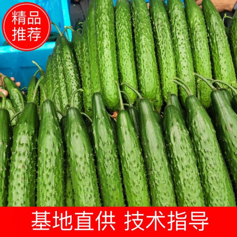 【热销】莘县精品油亮密刺黄瓜中条货源充足