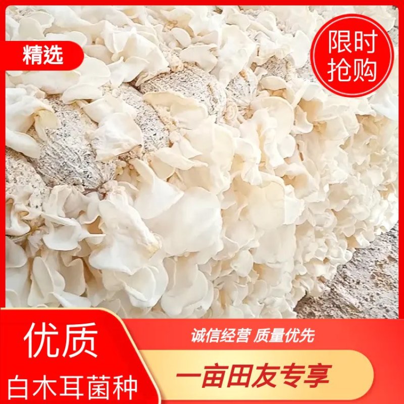 白木耳菌包白木耳菌棒木耳菌包菇型好抗病
