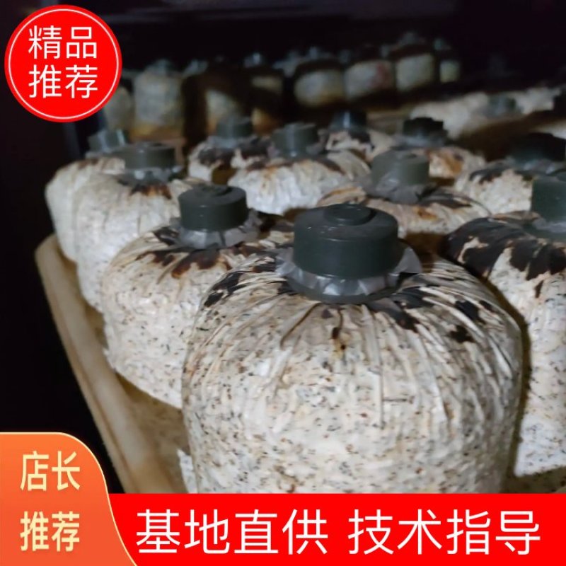 批发黑皮鸡枞菌菌种菌棒菌包一手货源诚信经营