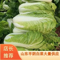 山东平阴北京新三号白菜大量供应，质量好，欢迎选购。