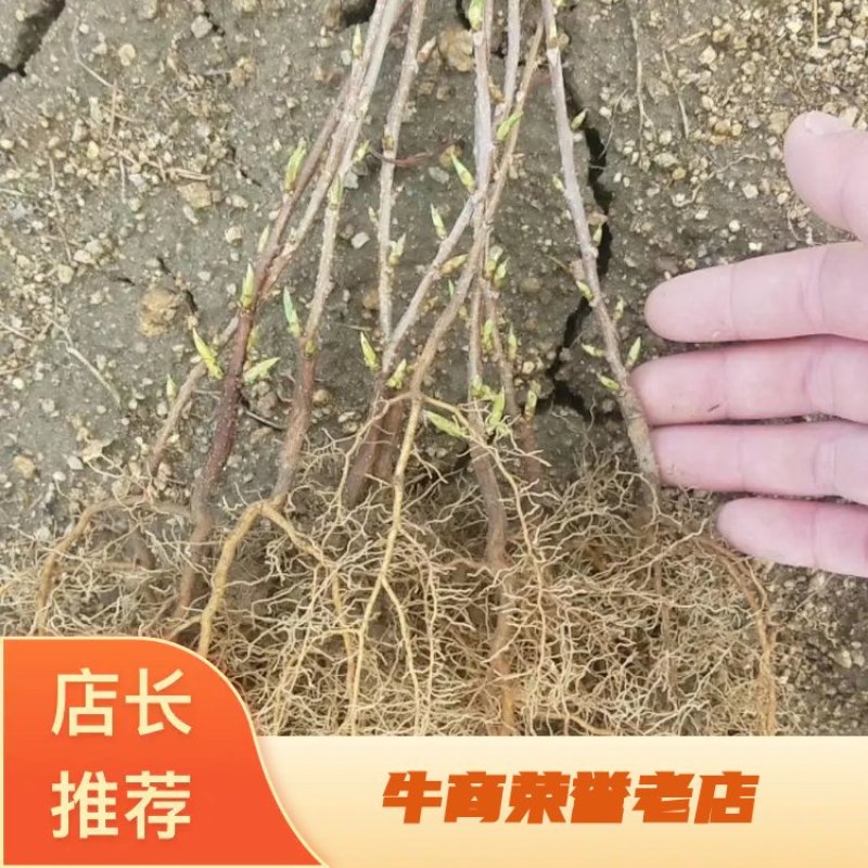 五味子苗北方五味子苗一年苗二年苗另有种子出售保芽率