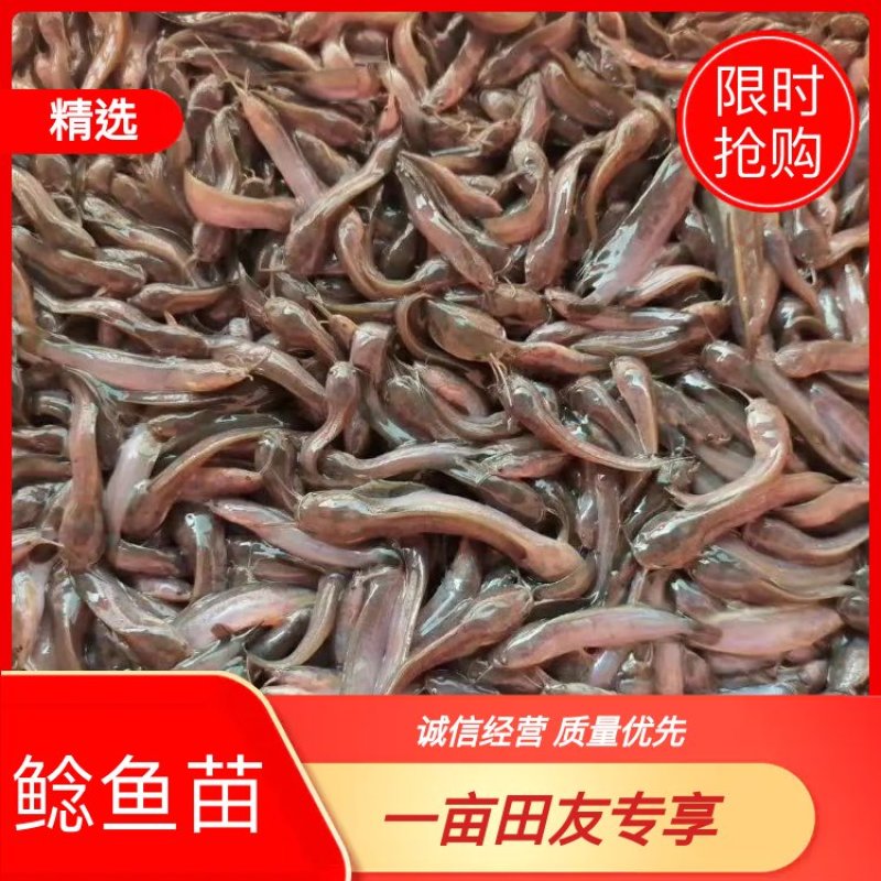 胡子鲶鱼苗，本土塘角鱼苗，规格齐全，1至七公分，价格优惠