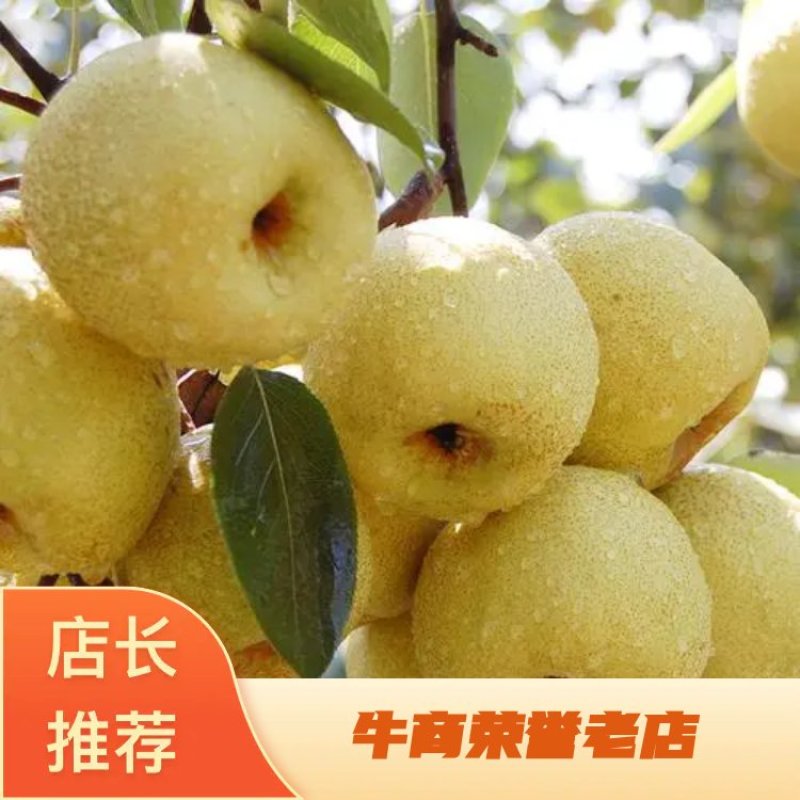 安徽酥梨电商.商超口感翠甜汁多皮薄现采现发诚信经营