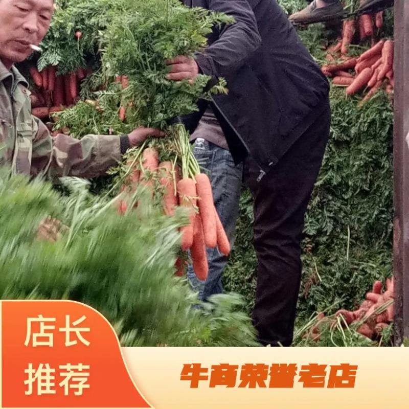 【推荐】通许县三红胡萝卜3两以上水洗带土货都有