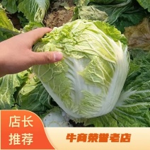 【精选】新乡小包：大白菜净菜大量上市日供货5万斤以上