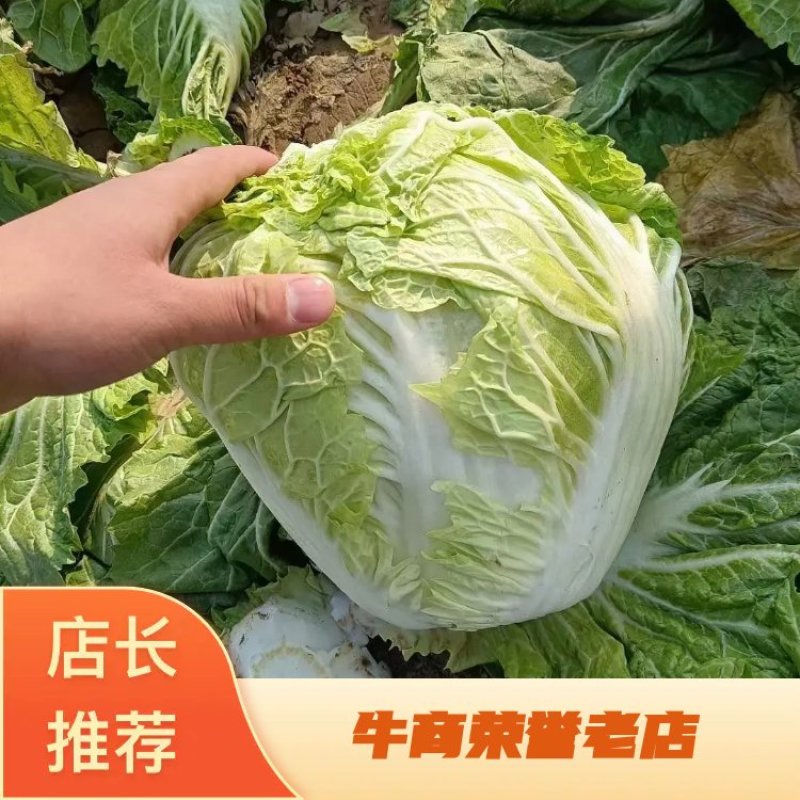 【精选】新乡小包：大白菜净菜大量上市日供货5万斤以上