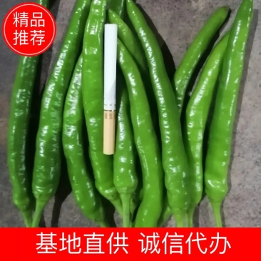 【精品】杭椒新鲜辣椒产地批发一手货源代发全国