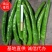 【精品】杭椒新鲜辣椒产地批发一手货源代发全国