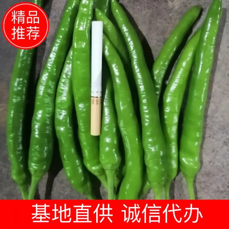 【精品】杭椒新鲜辣椒产地批发一手货源代发全国
