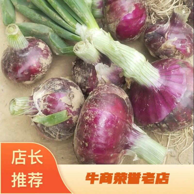 【洋葱】河南，通许新洋葱，洋葱诚信经营质量保证