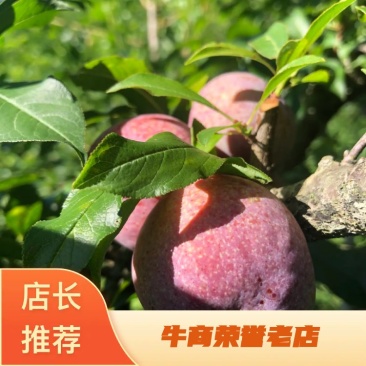 【放心苗】广东省（包邮）信宜市钱排镇（银妃）三华李苗