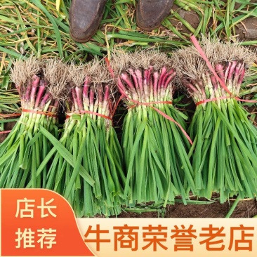 河南蒜苗精品红根蒜苗对接电商市场商超可视频看货