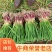 河南蒜苗精品红根蒜苗对接电商市场商超可视频看货