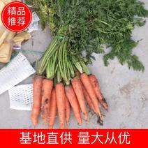 胡萝卜带土2两以上15厘米以上产地直销，一手货源