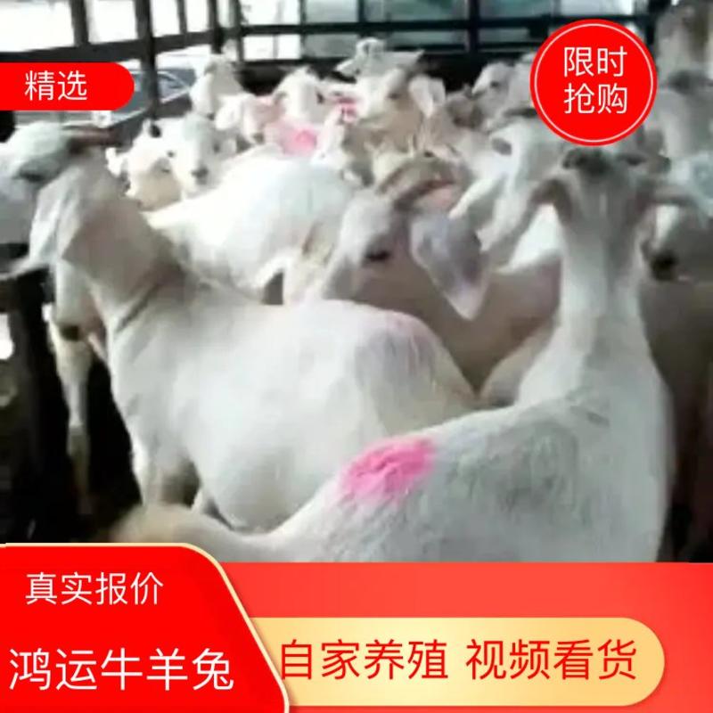 【牛商热卖】山东肉羊美国白山羊自家养殖视频看货