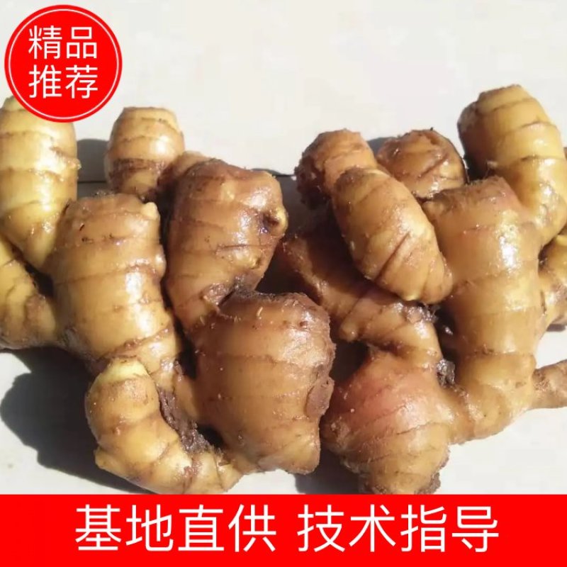 【免费包邮】山东莱芜黄姜批发现挖新鲜老姜生姜土姜大黄姜种