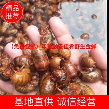 【包邮】2022新货，野生金蝉，基地顺丰冷链发货包邮