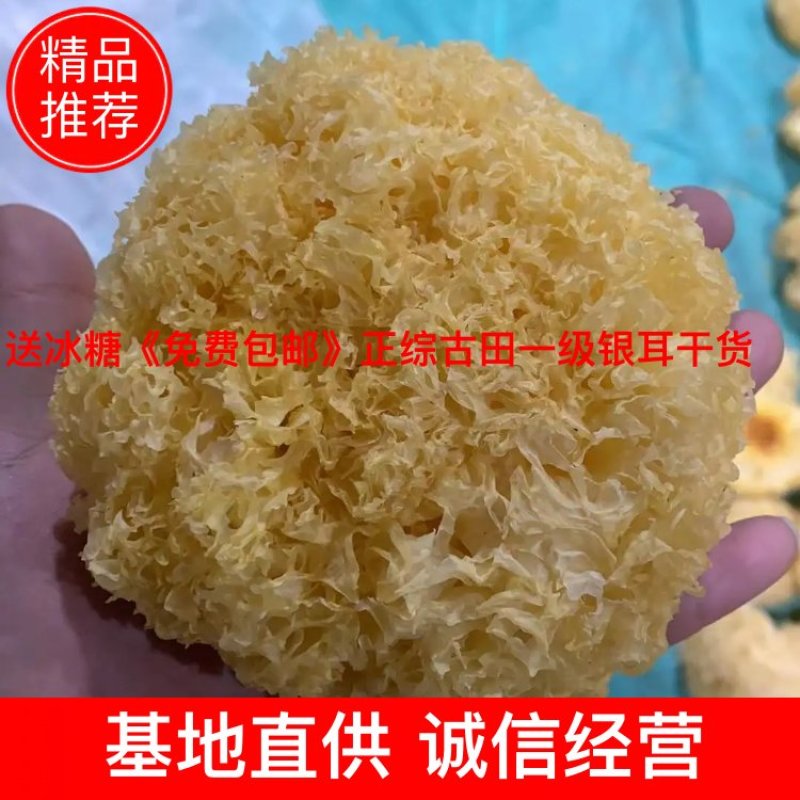 《年货冲量》正综古田一级银耳干货，一手货源产地直销