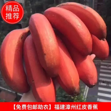 【免费包邮助农】福建漳州红皮香蕉红美人香蕉新鲜水果一件代