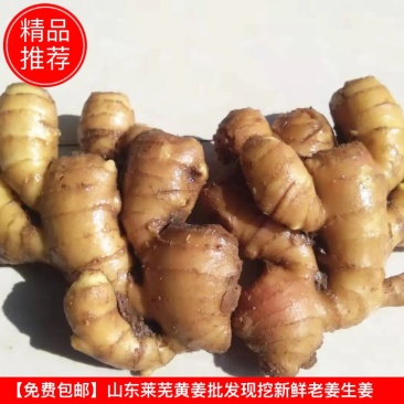 【免费包邮】山东莱芜黄姜批发现挖新鲜老姜生姜土姜大黄姜种