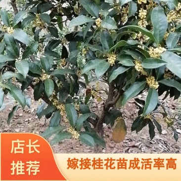 四季桂四季开花，金桂大小苗成活率高量大从优