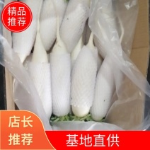 高山精品白萝卜，现货供应，货源充足，产地批发欢迎询价