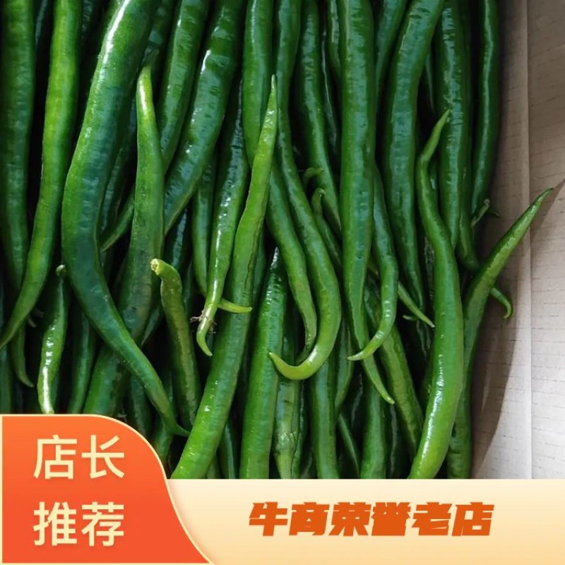 福建精品线椒，基地现摘现发量大价优，欢迎致电采购合作
