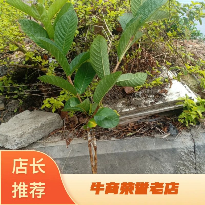 番石榴又名珍珠巴乐，白心！红宝石！各类品种！小袋苗…
