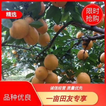 纽荷尔新系,橙苗商品果率高,长势特快!丰产高产,