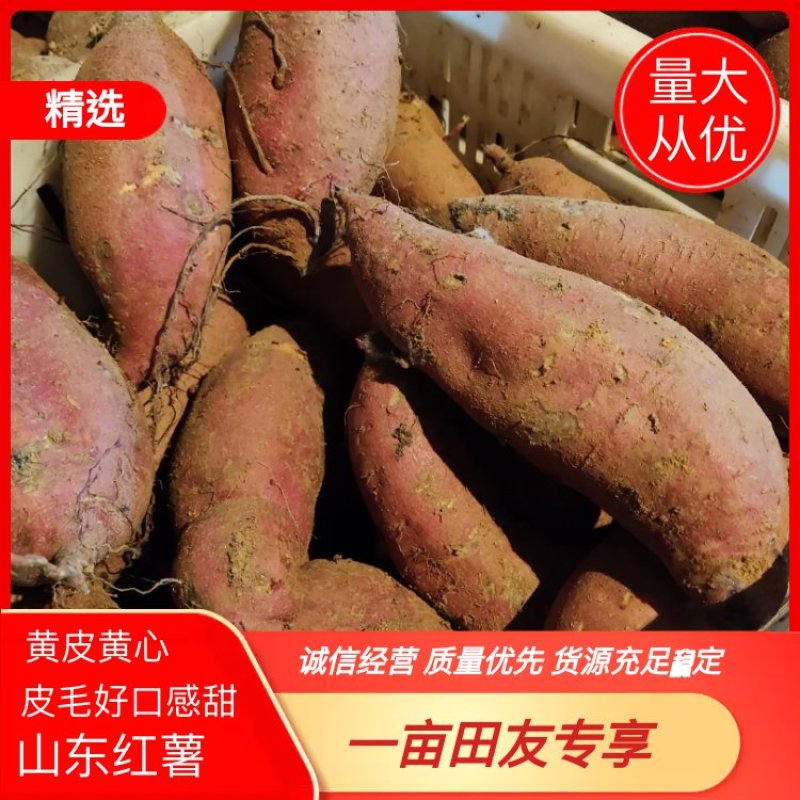 热销山东红薯板栗薯皮毛好口感甜块型好货源充足稳定可视频