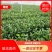 特优选赣南脐橙苗,原产地理标识,无病毒,合同保证欢迎选购