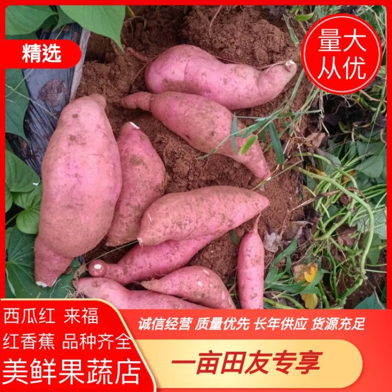 红薯西瓜红烟25来福红香蕉品质保证长年供应货源充足