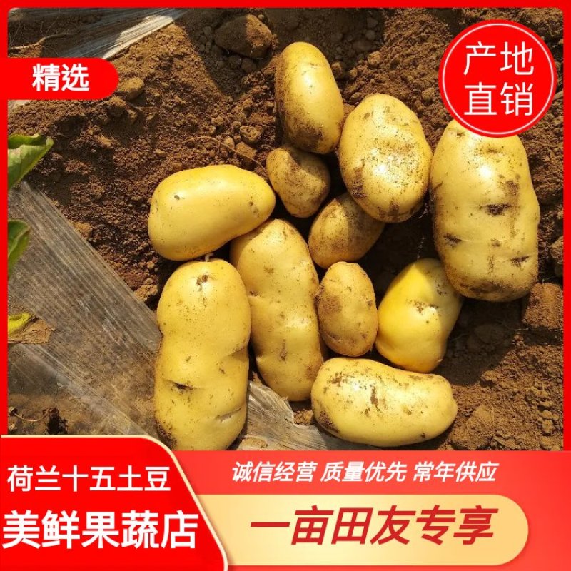 土豆/山东土豆/荷兰十五土豆/V7土豆/黄心土豆