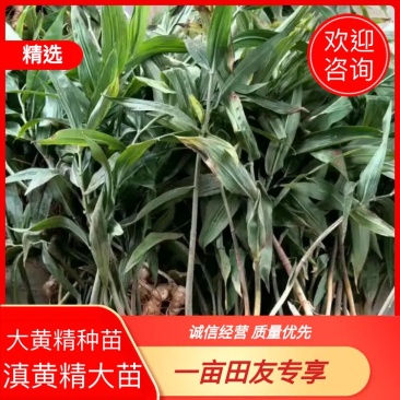 多花姜型滇黄精大苗大黄精种苗鸡头黄精保质保量